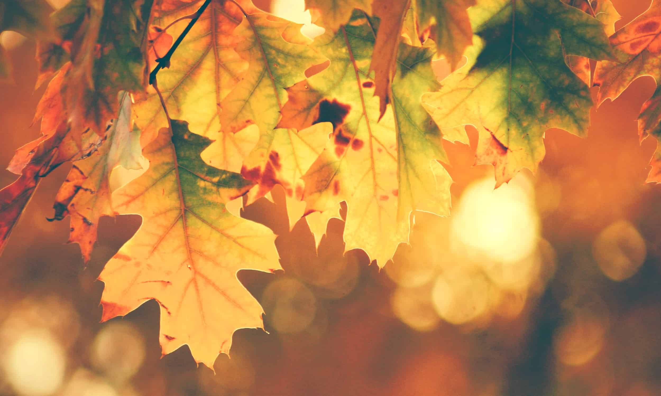 Quotes About Fall | Autumn Quotes