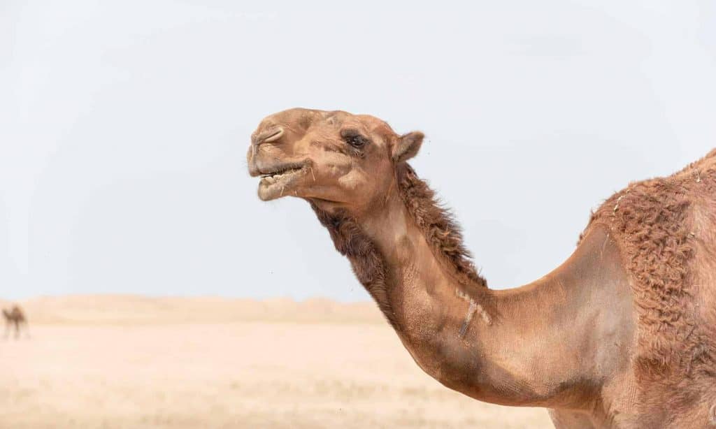 camel hump day quotes