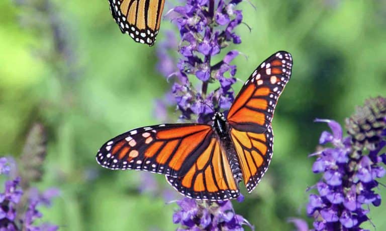 100+ Butterfly Quotes and Sayings to Float Away On