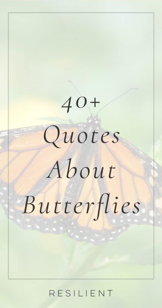 Quotes About Butterflies | Butterfly Quotes