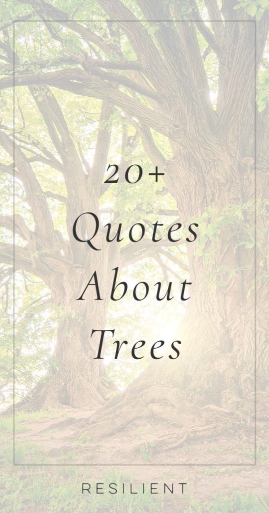 Quotes About Trees and Forests | Tree Quotes