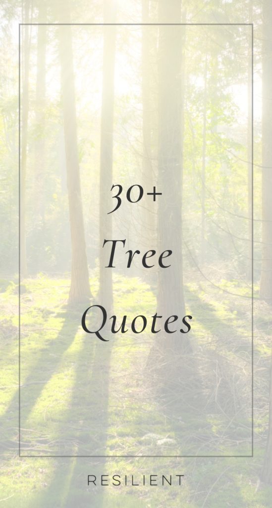 Tree Quotes